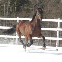 bild 24